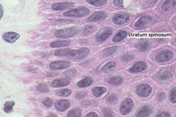 The Evolution of Digital Learning Environments in Medical Education at the Institute for Medical Education (IML), Faculty of Medicine, University of Bern